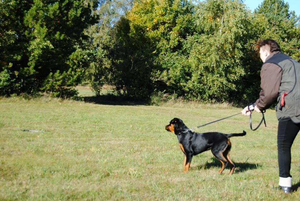 Rottweiler Lijepo´s Carmi - 6 mdr og med på en hel træningsweekend i PH. Super fed weekend.  billede 11