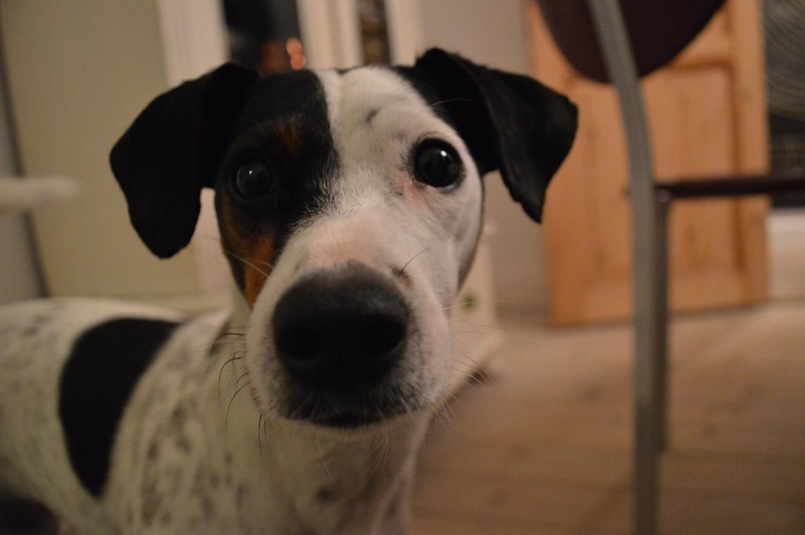 Dansk svensk gaardhund Sniffer [Bedste ven] - Lille Sniffer :D
Efterår 2012 billede 18