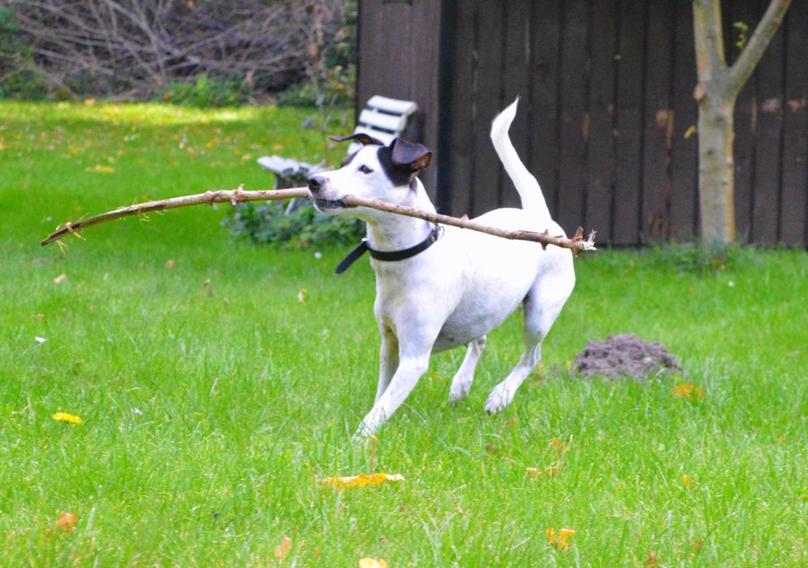 Dansk svensk gaardhund Sniffer [Bedste ven] - Efterår 2013 billede 19