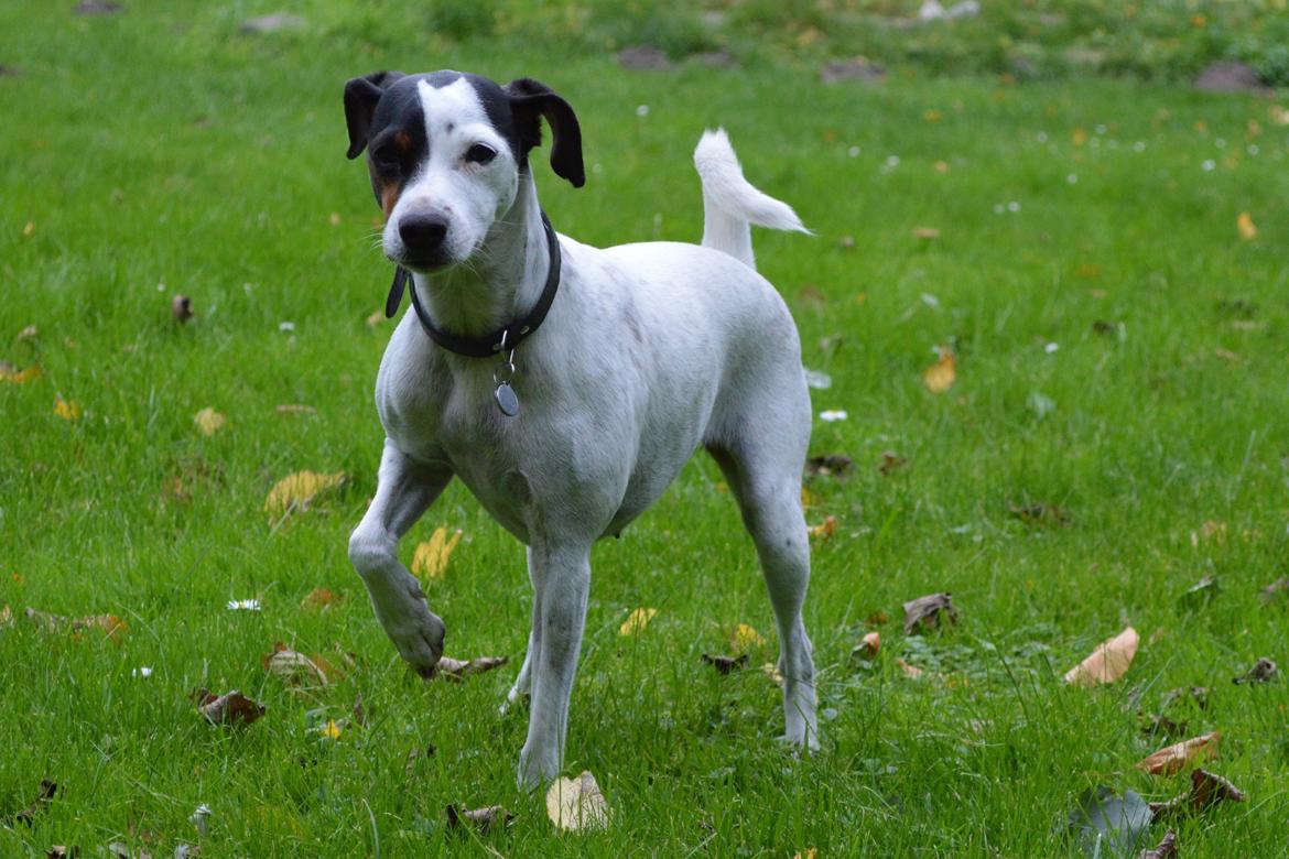 Dansk svensk gaardhund Sniffer [Bedste ven] - Sniffer - min smukke pige!
Efterår 2013 billede 5