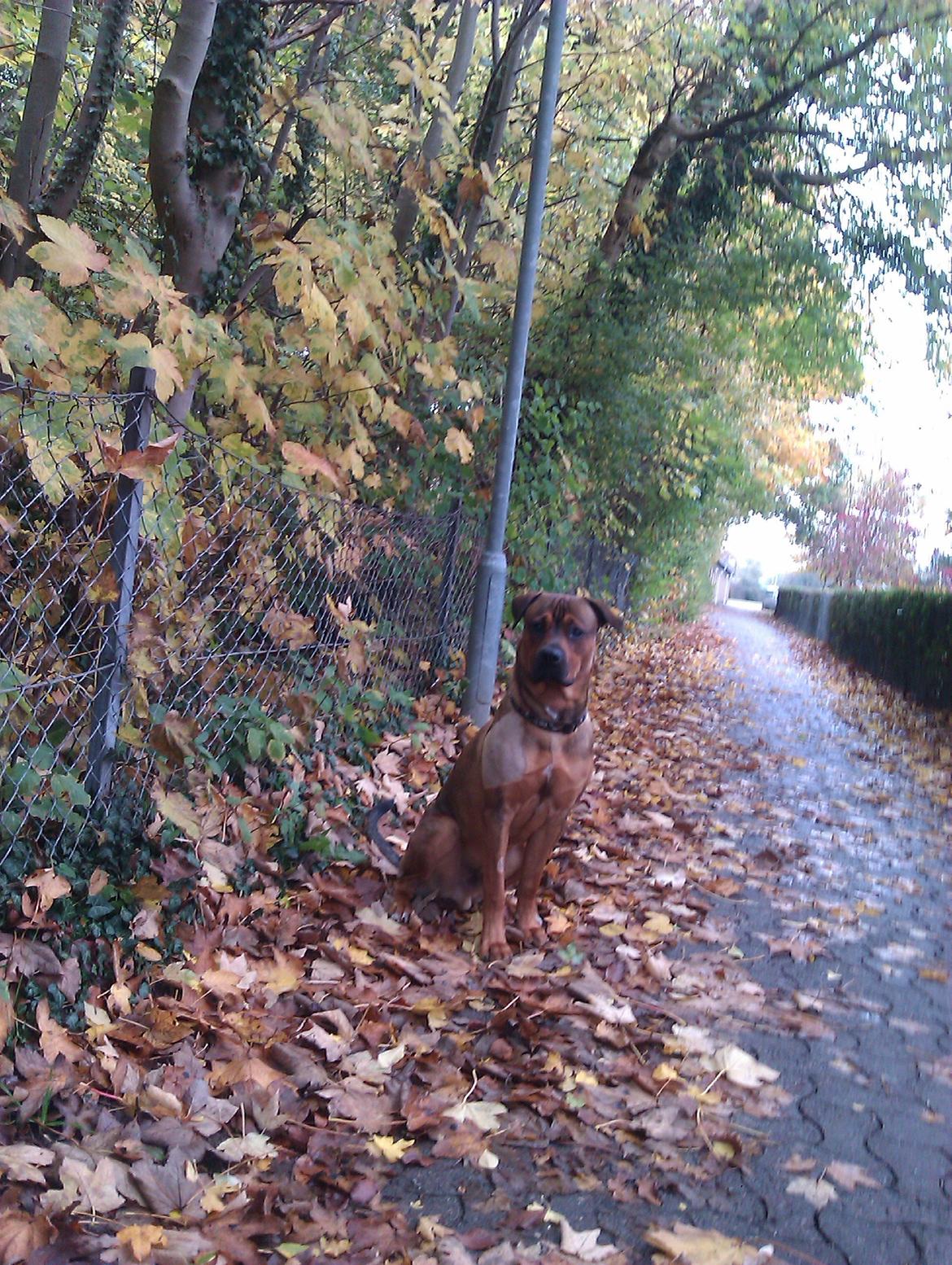 Blanding af racer ( bob ) marley - marley <3  billede 34