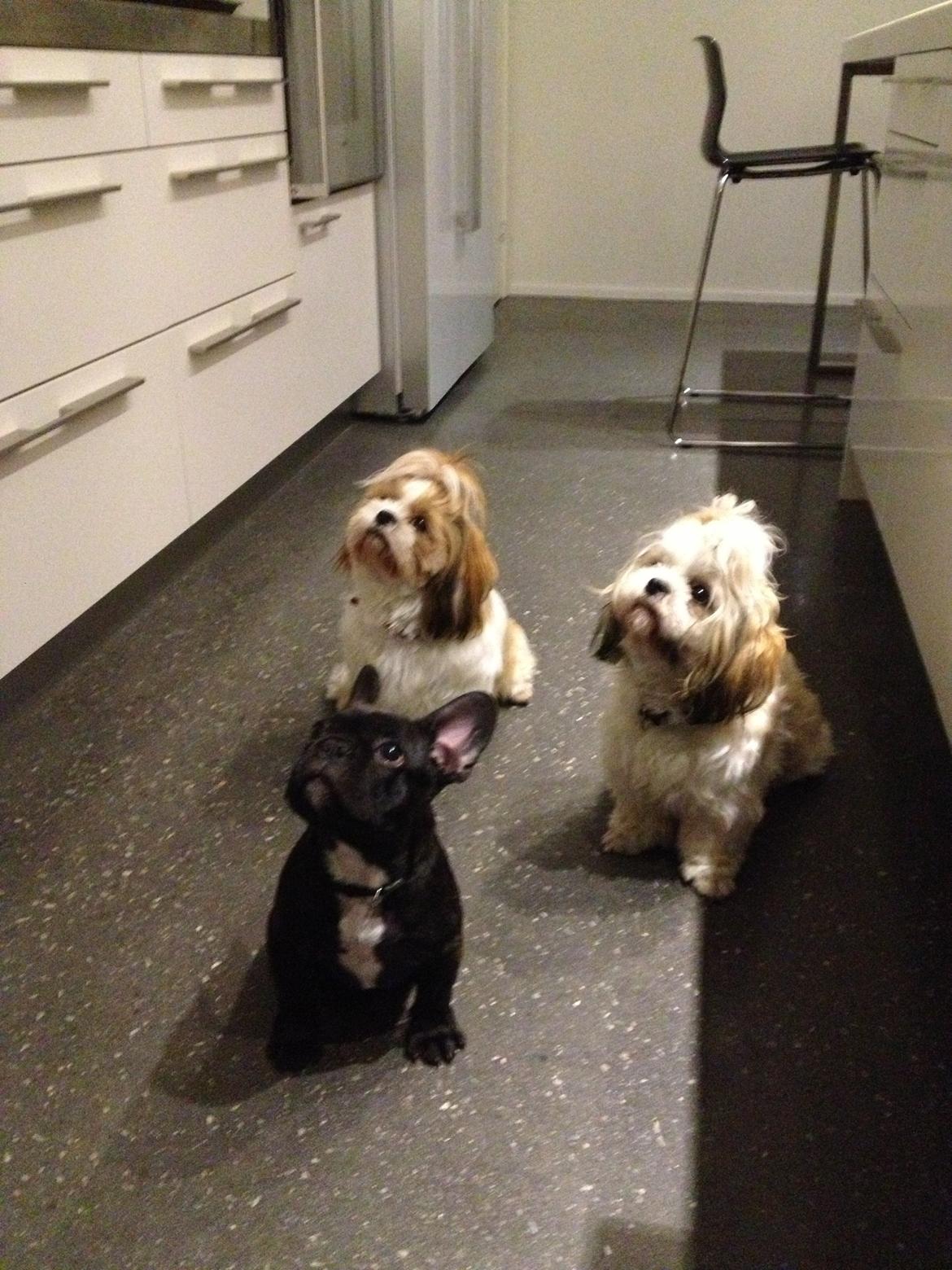 Fransk bulldog Humphrey Bogart billede 33