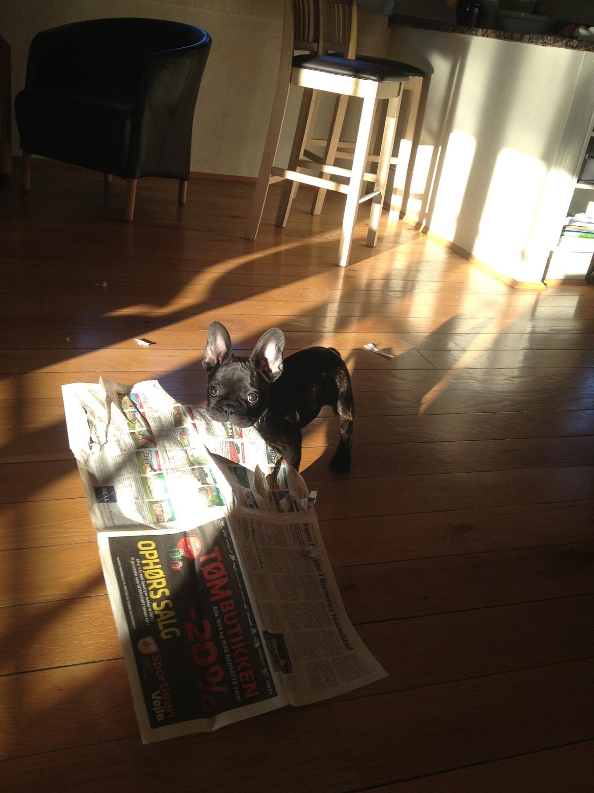 Fransk bulldog Humphrey Bogart billede 35