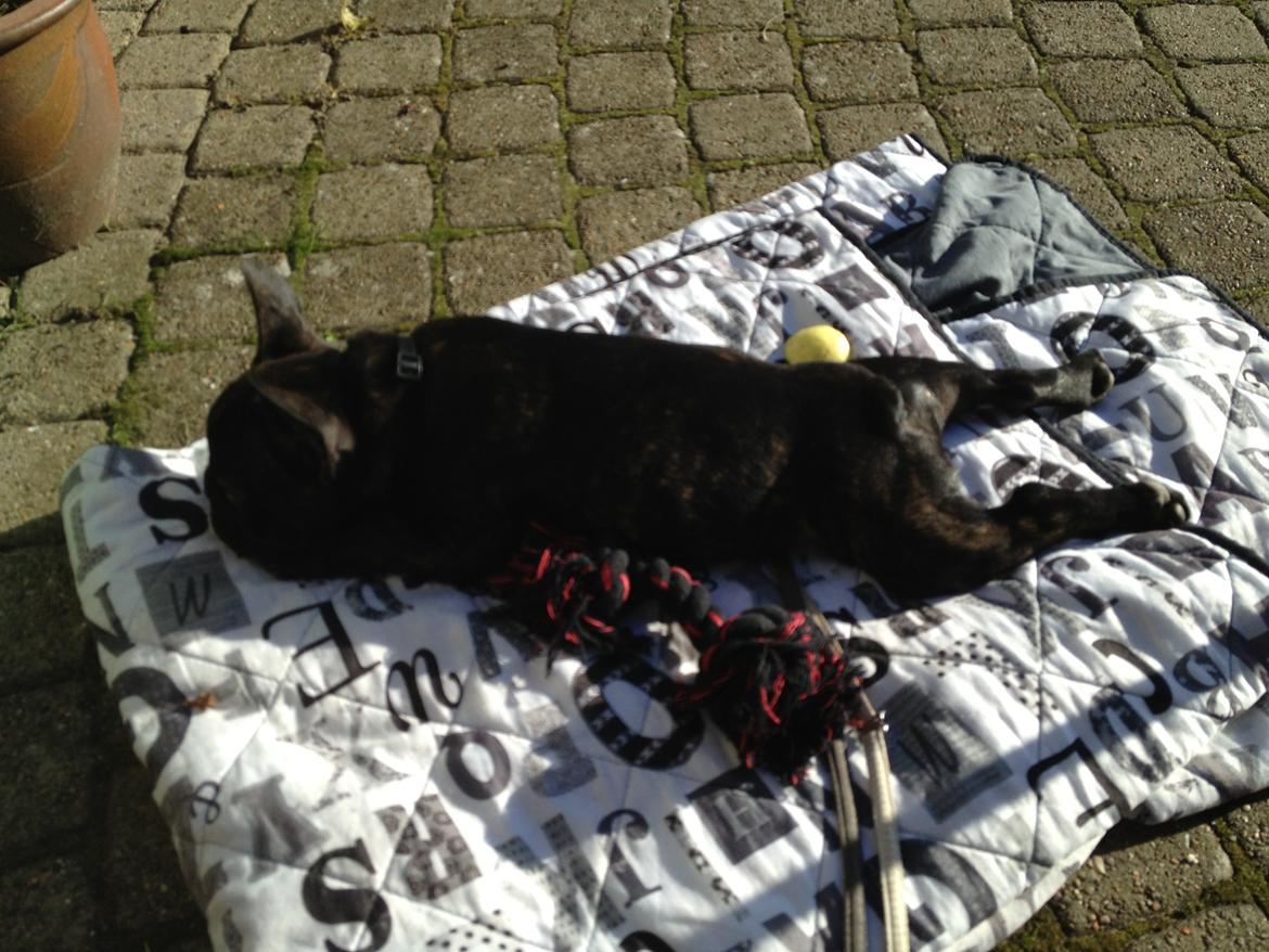 Fransk bulldog Humphrey Bogart billede 34