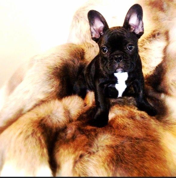 Fransk bulldog Humphrey Bogart billede 36