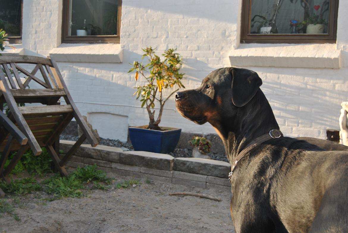 Rottweiler Bailey (Den bedste) billede 10