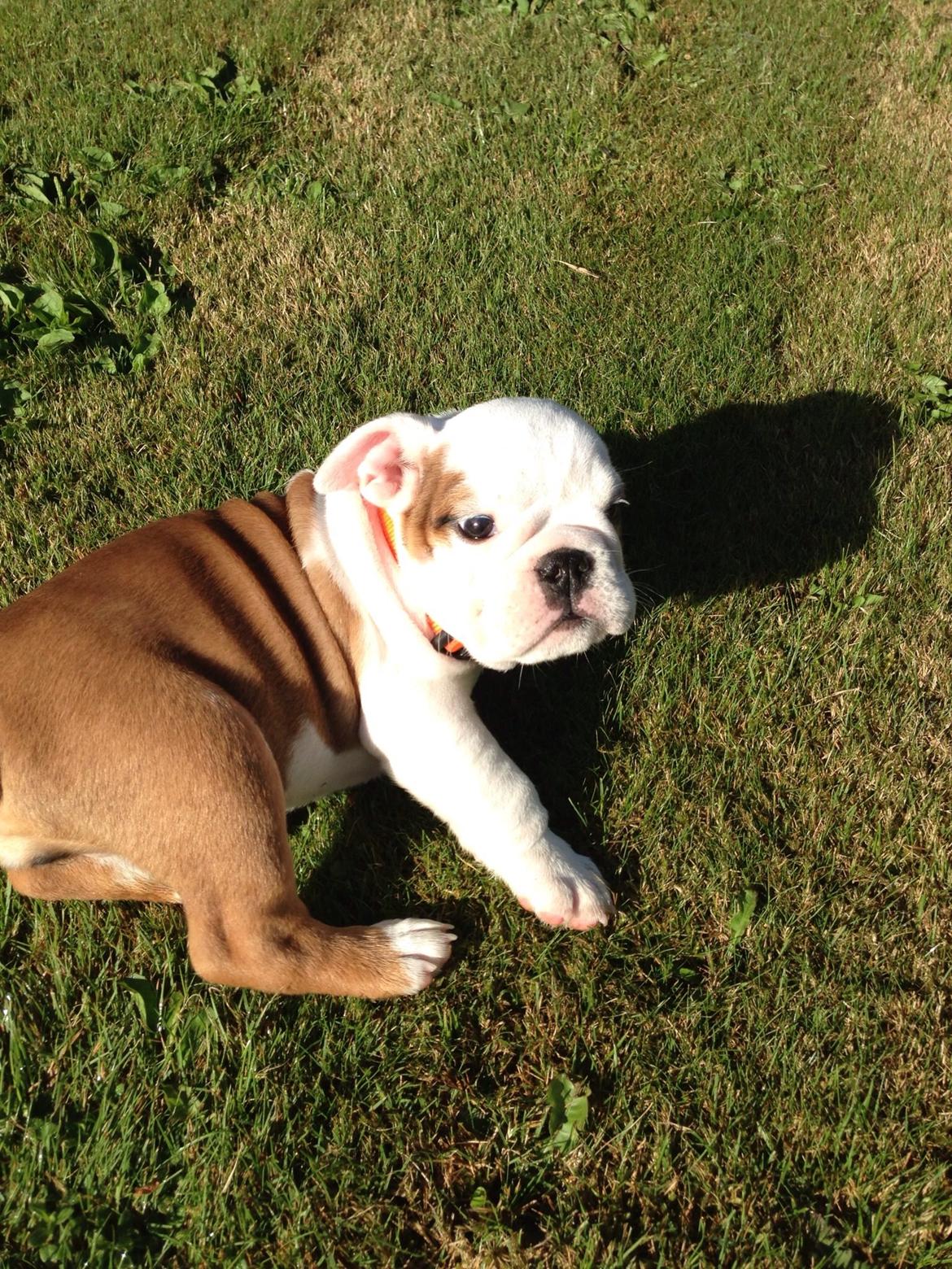 Engelsk bulldog Berta billede 1