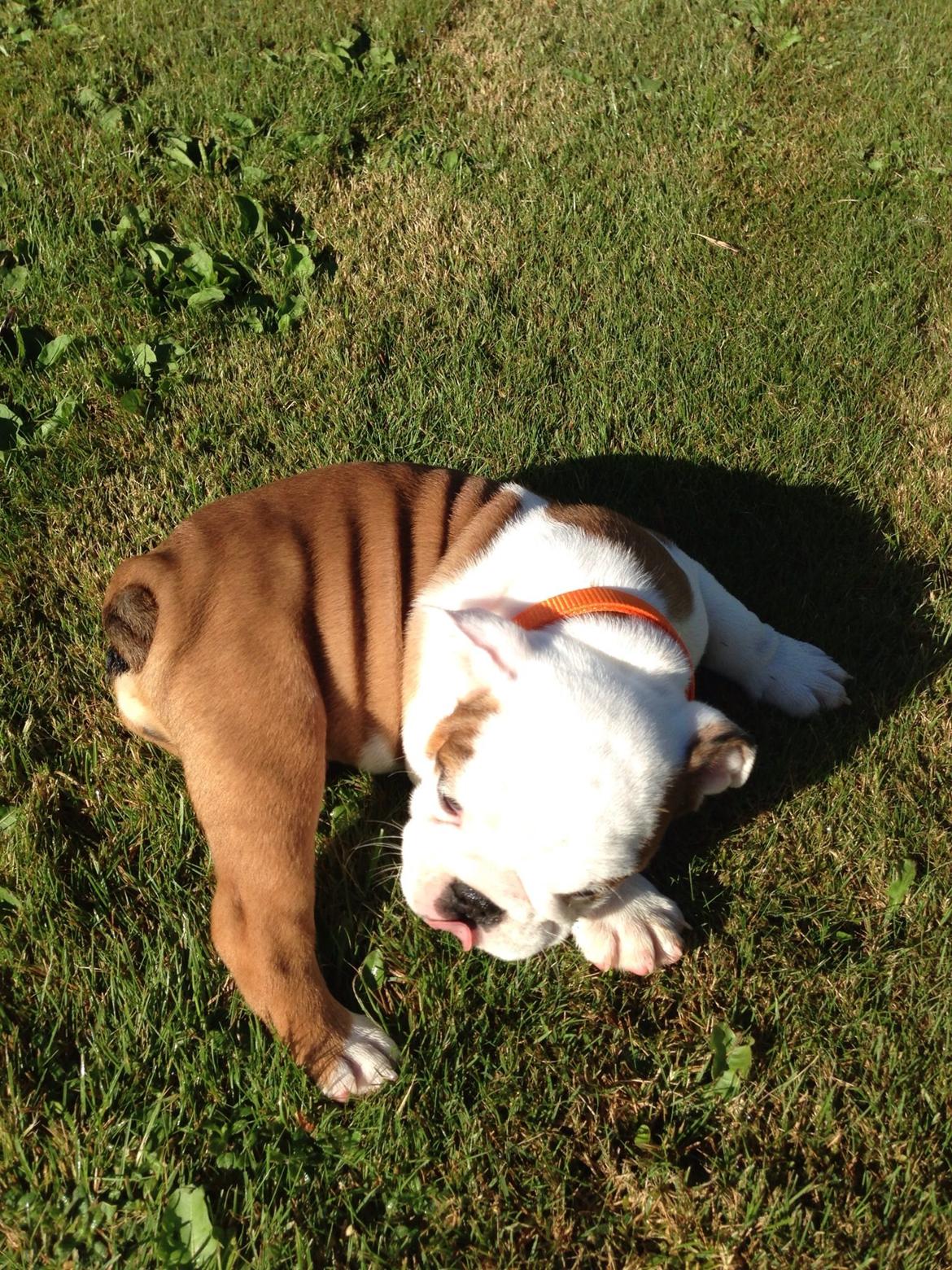 Engelsk bulldog Berta billede 2