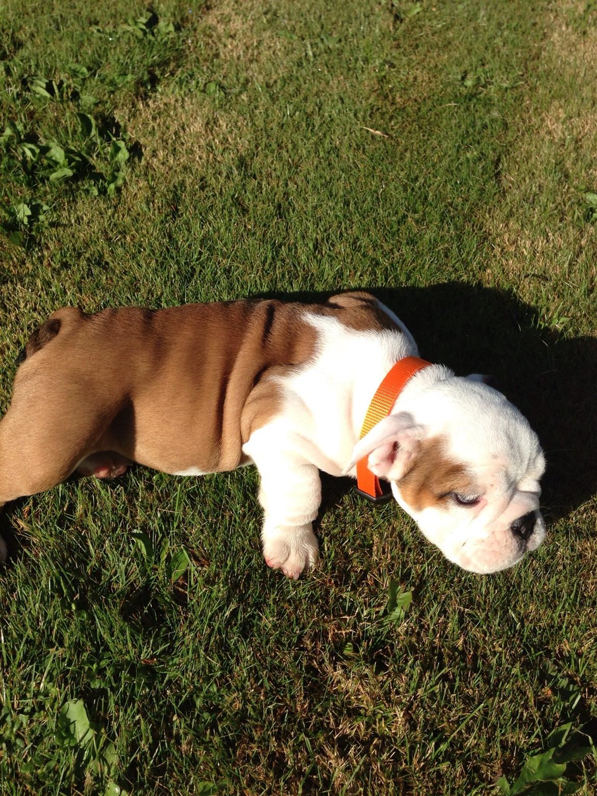 Engelsk bulldog Berta billede 3