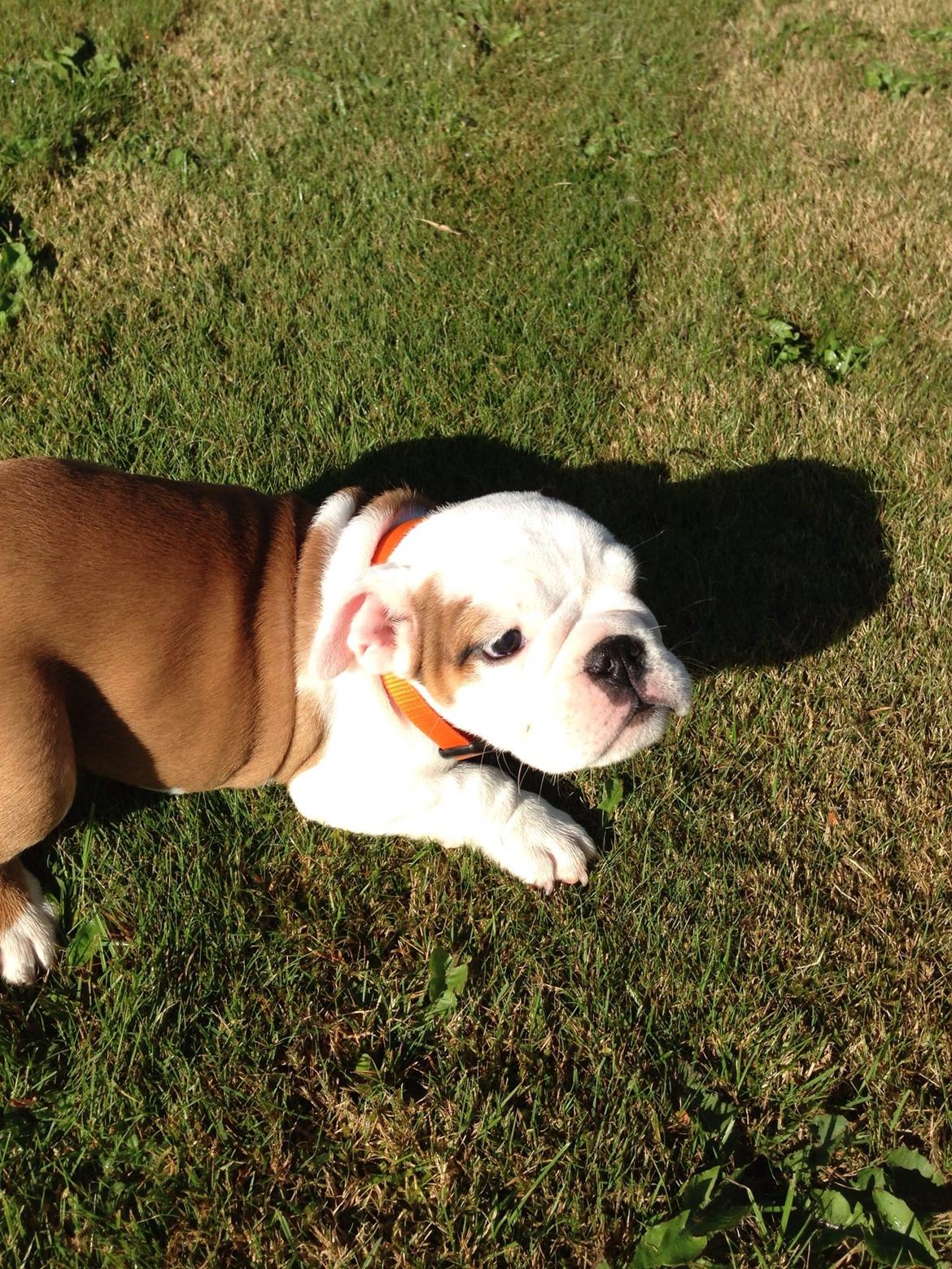 Engelsk bulldog Berta billede 4