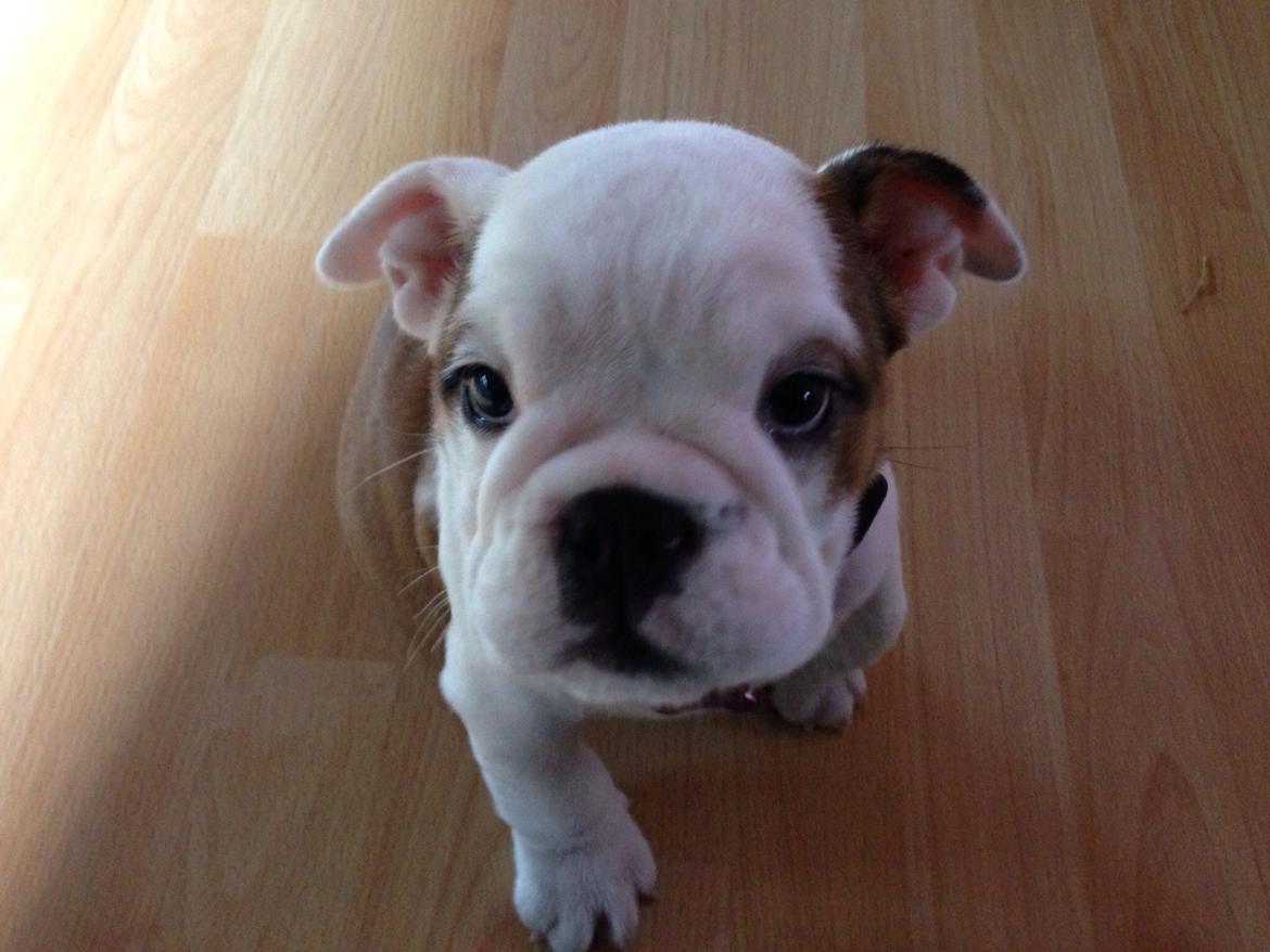 Engelsk bulldog Berta billede 5