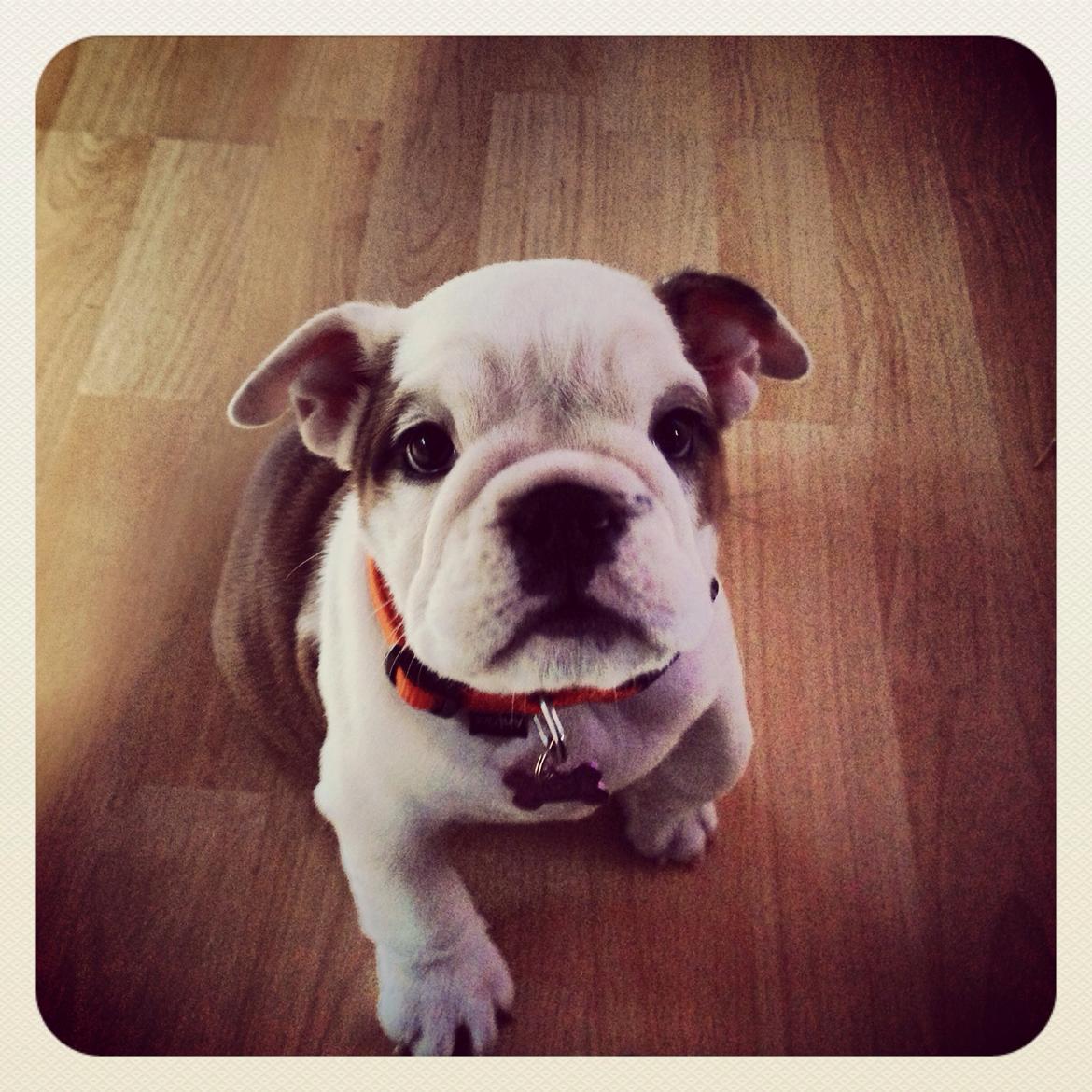 Engelsk bulldog Berta billede 6