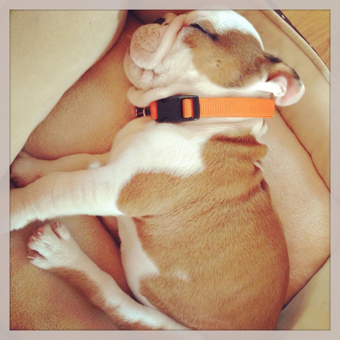 Engelsk bulldog Berta billede 7