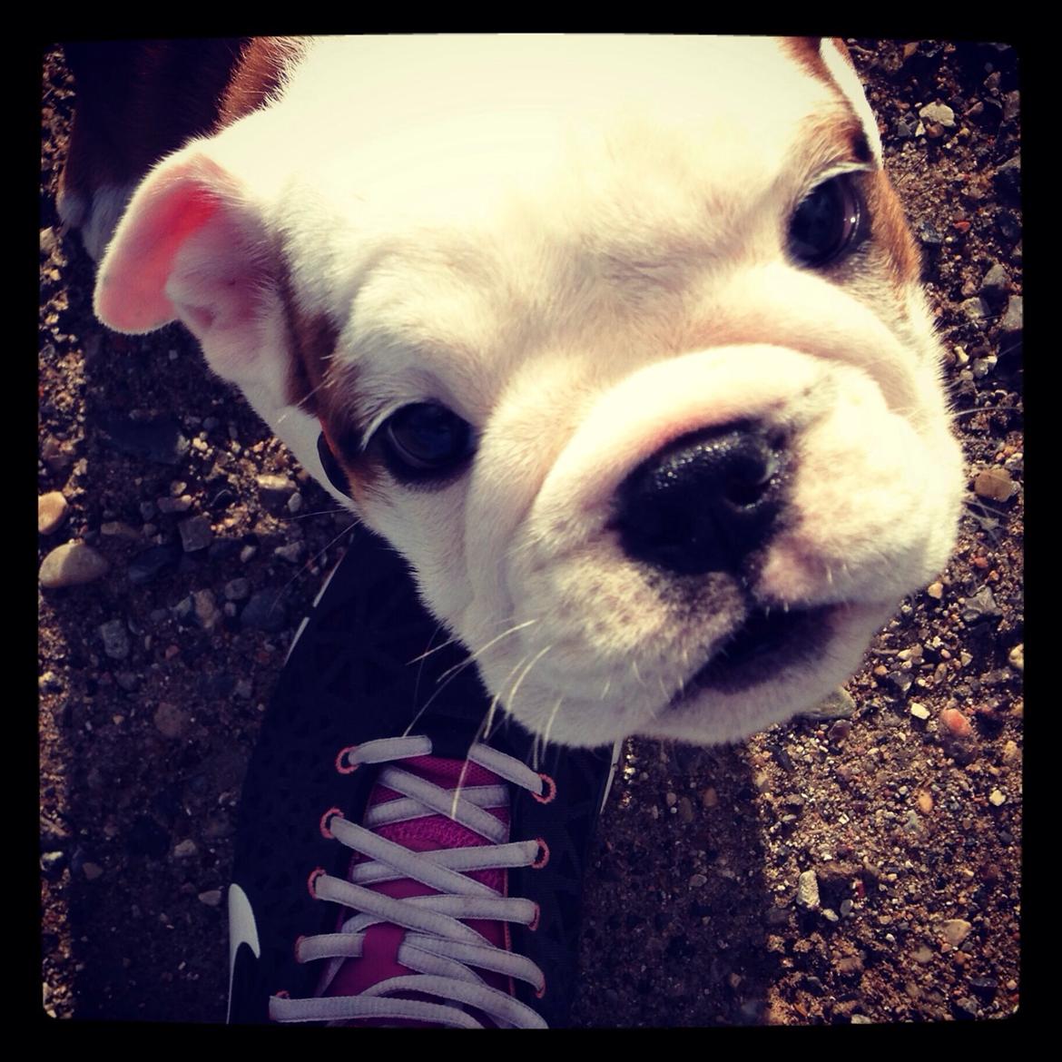 Engelsk bulldog Berta billede 8