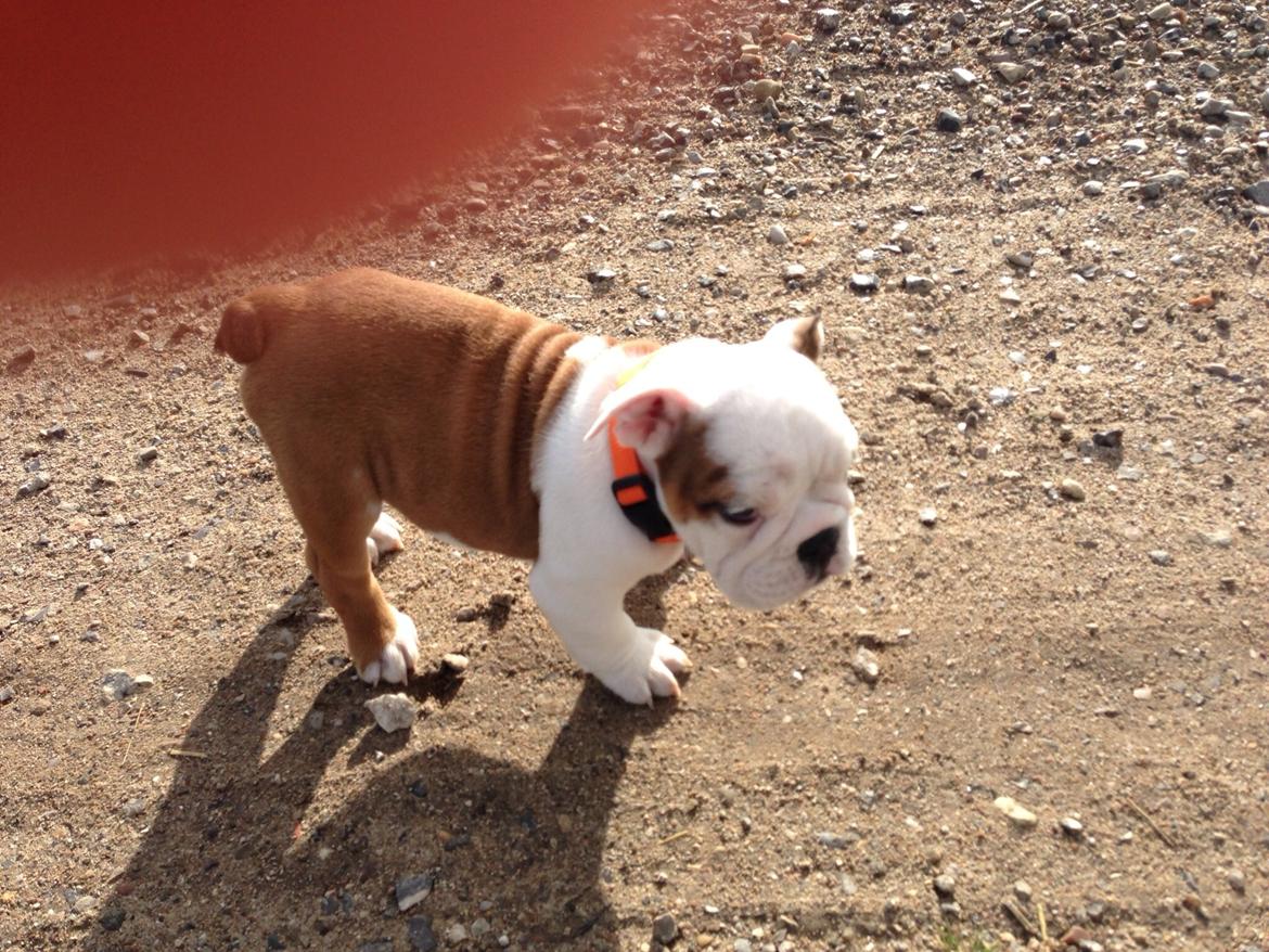 Engelsk bulldog Berta billede 9