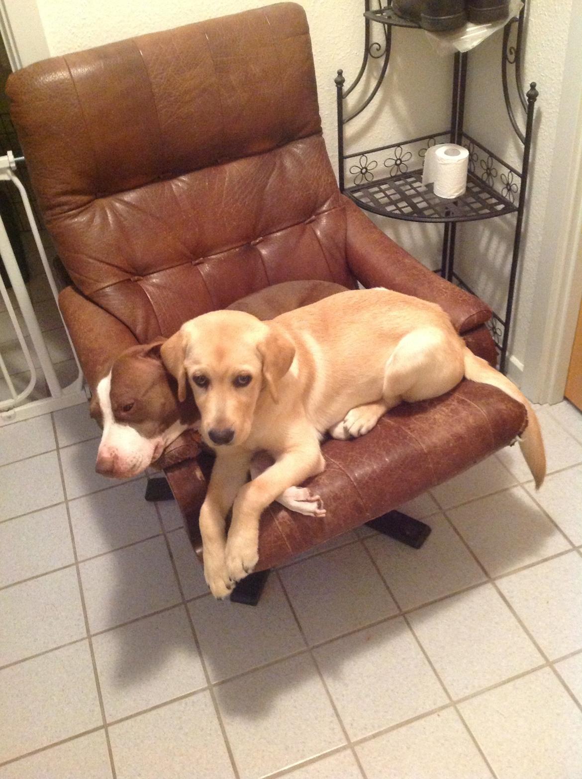 Labrador retriever Covo billede 12