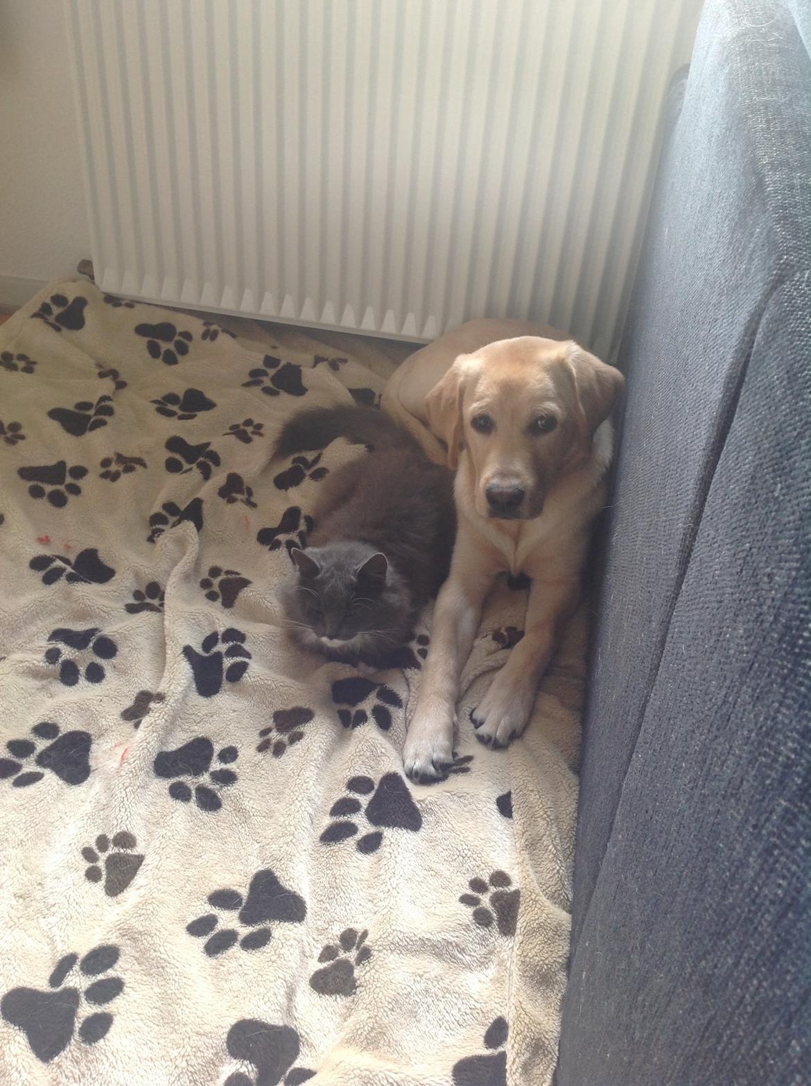 Labrador retriever Covo billede 13