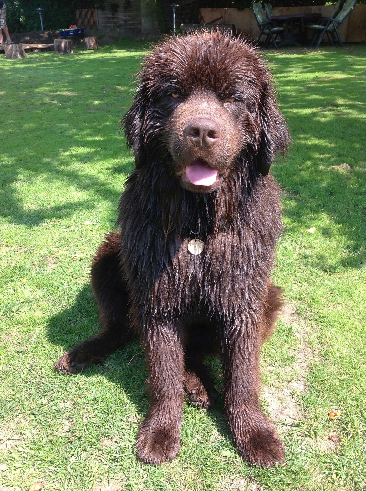 Newfoundlænder Baune, Newetta's Knockout in Brown billede 11