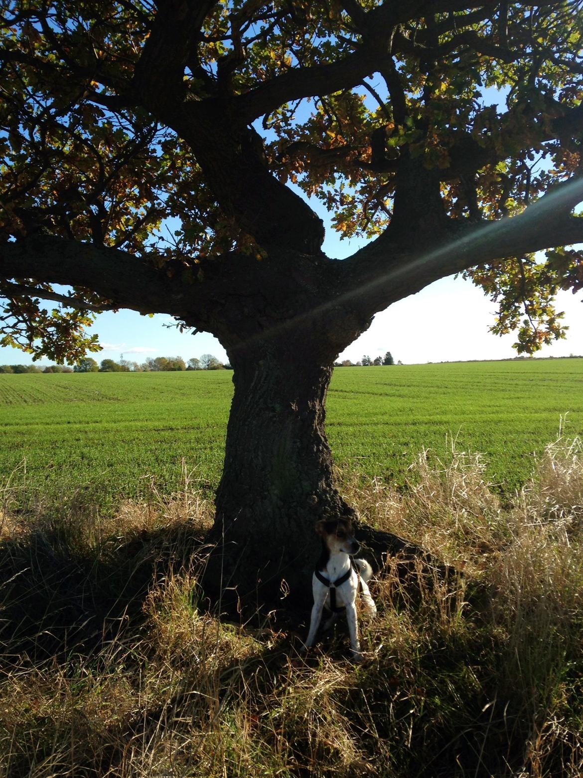 Dansk svensk gaardhund Kvik - Efterårstur på Orø.  billede 1