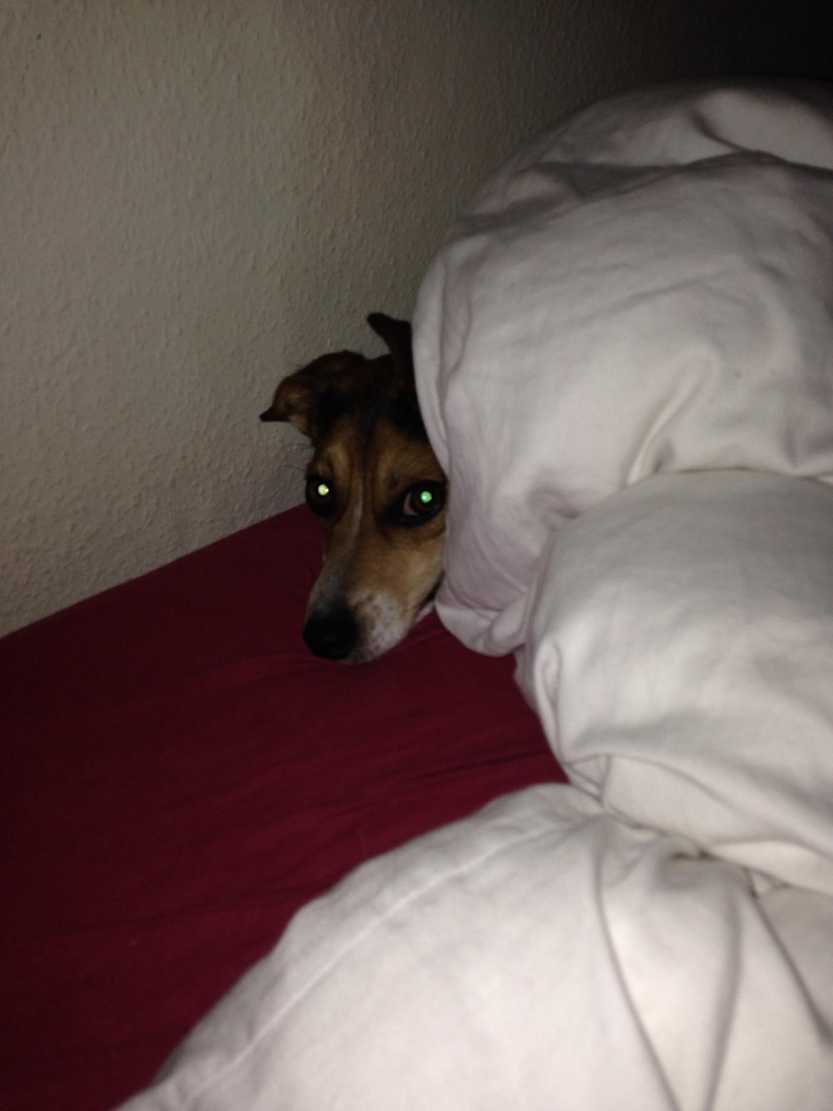 Dansk svensk gaardhund Kvik billede 13