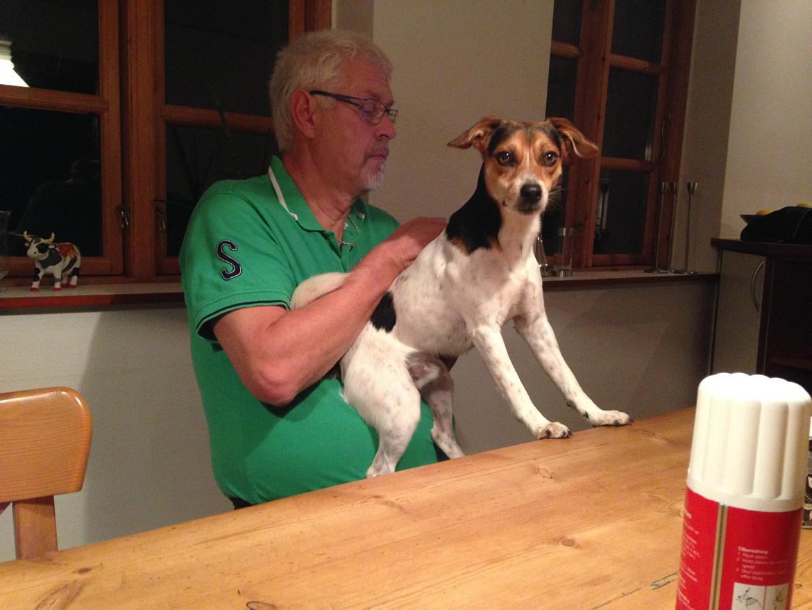 Dansk svensk gaardhund Kvik - Dejligt at kunne sidde på maven af morfar :) billede 14