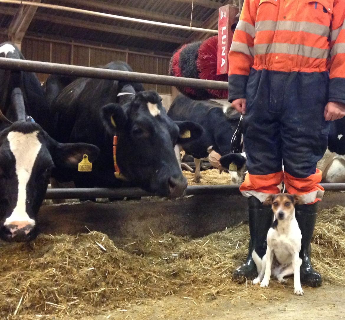 Dansk svensk gaardhund Kvik - Han er en modig lille hund. Nede i kostalden :) billede 3