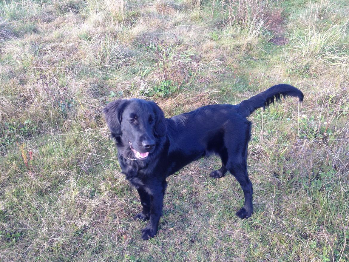 Flat coated retriever Bailey - 6 måneder billede 21