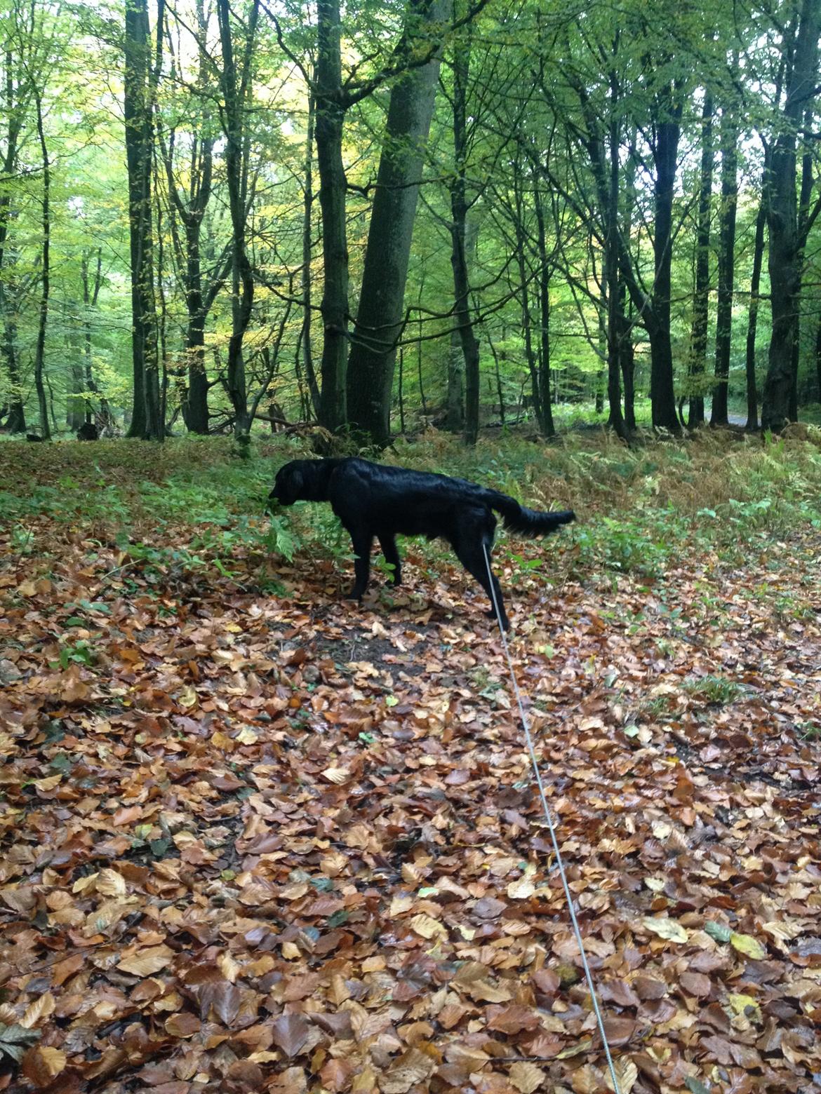 Flat coated retriever Bailey - Lange gå ture er det bedste !!  billede 23