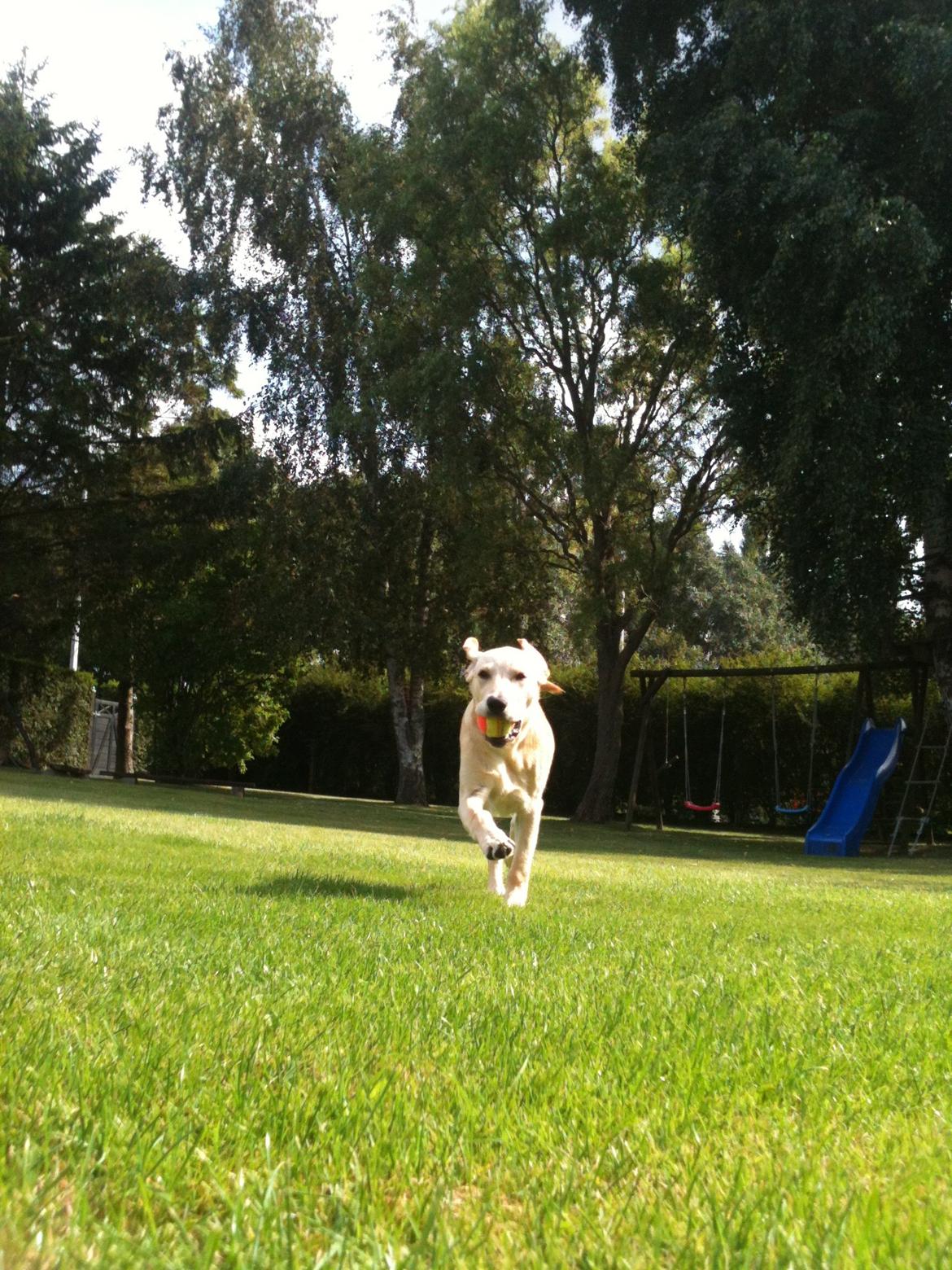 Labrador retriever Simba billede 2