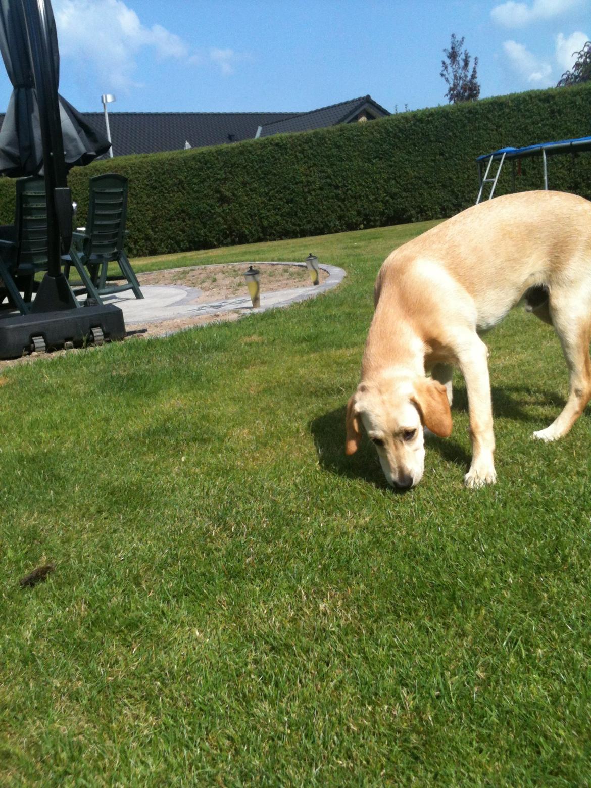 Labrador retriever Simba billede 3