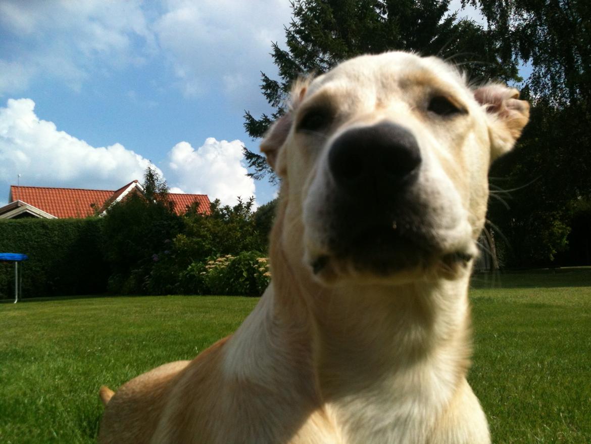 Labrador retriever Simba billede 4