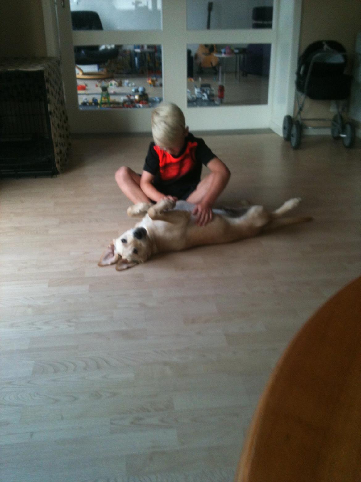 Labrador retriever Simba billede 5