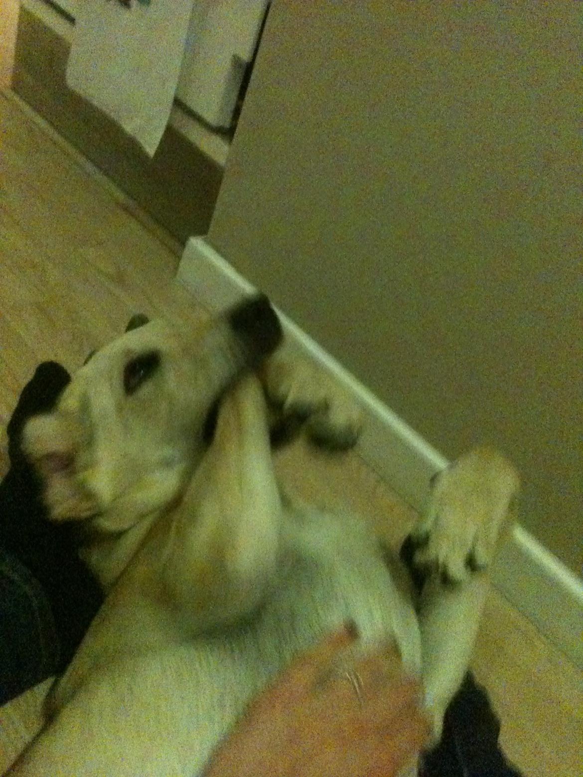 Labrador retriever Simba billede 6