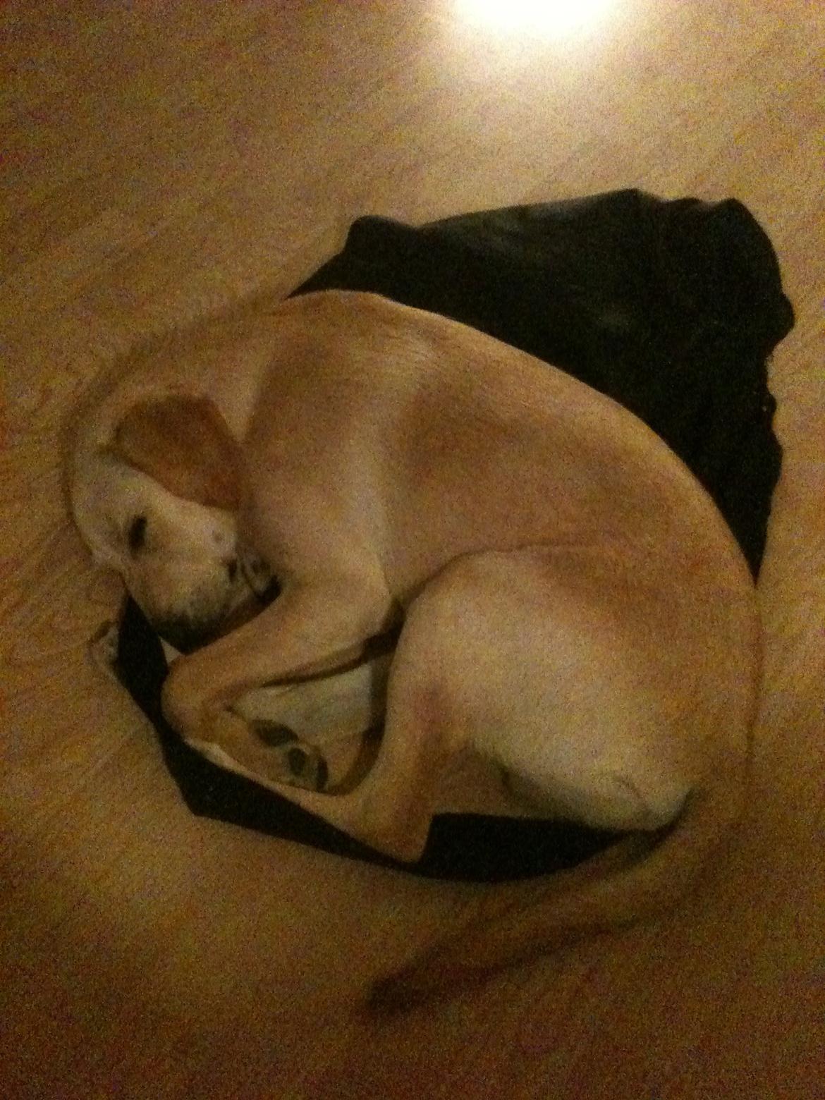 Labrador retriever Simba billede 7