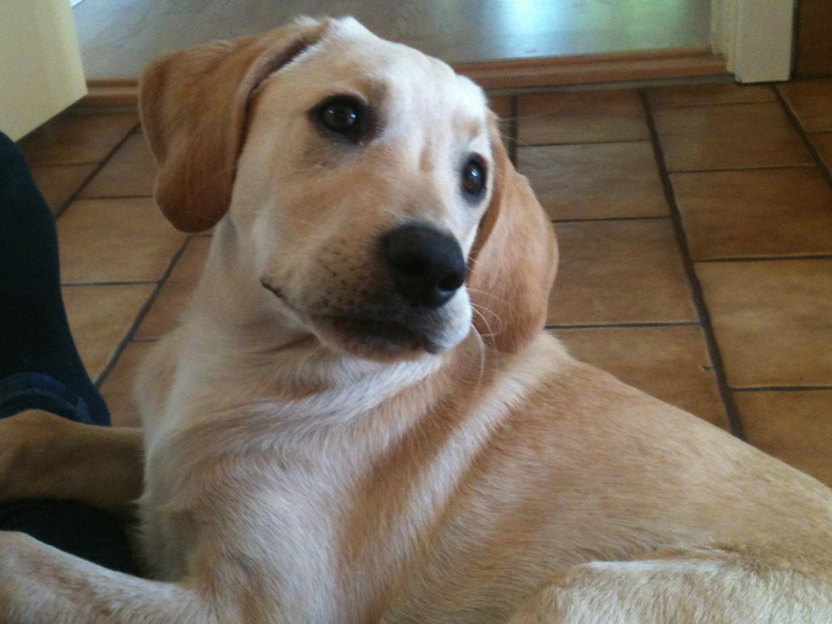 Labrador retriever Simba billede 8