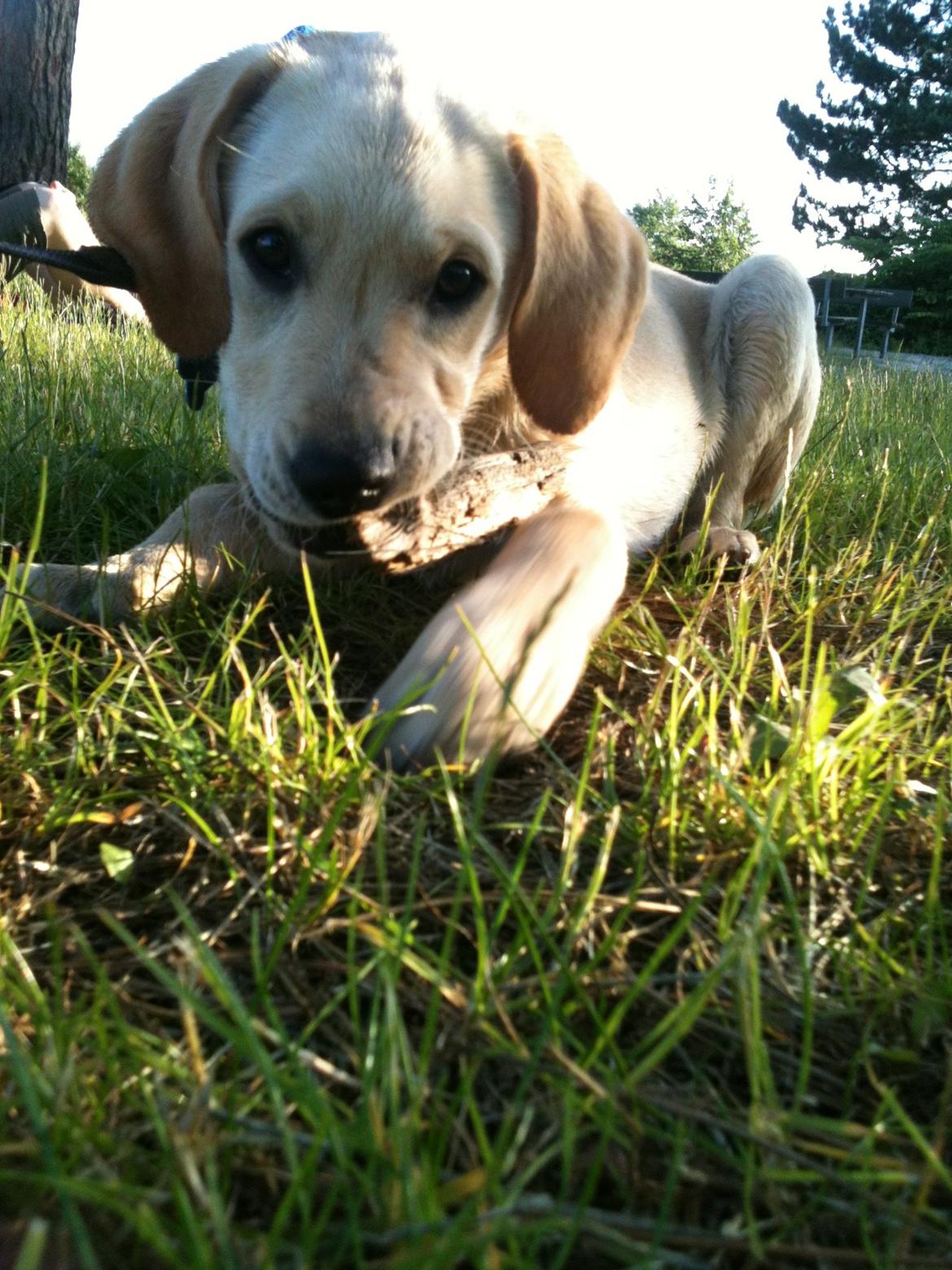 Labrador retriever Simba billede 1