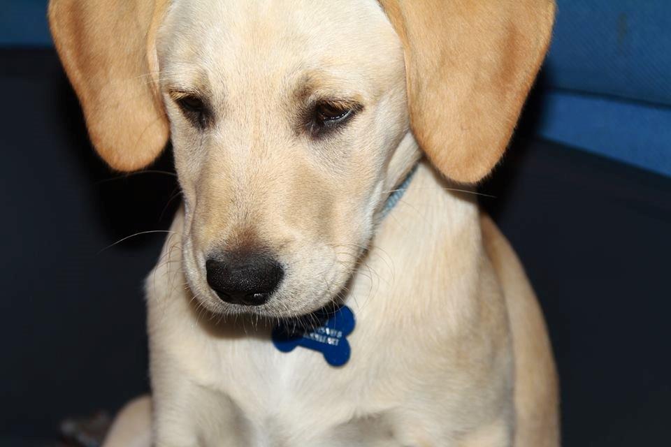 Labrador retriever Simba billede 9