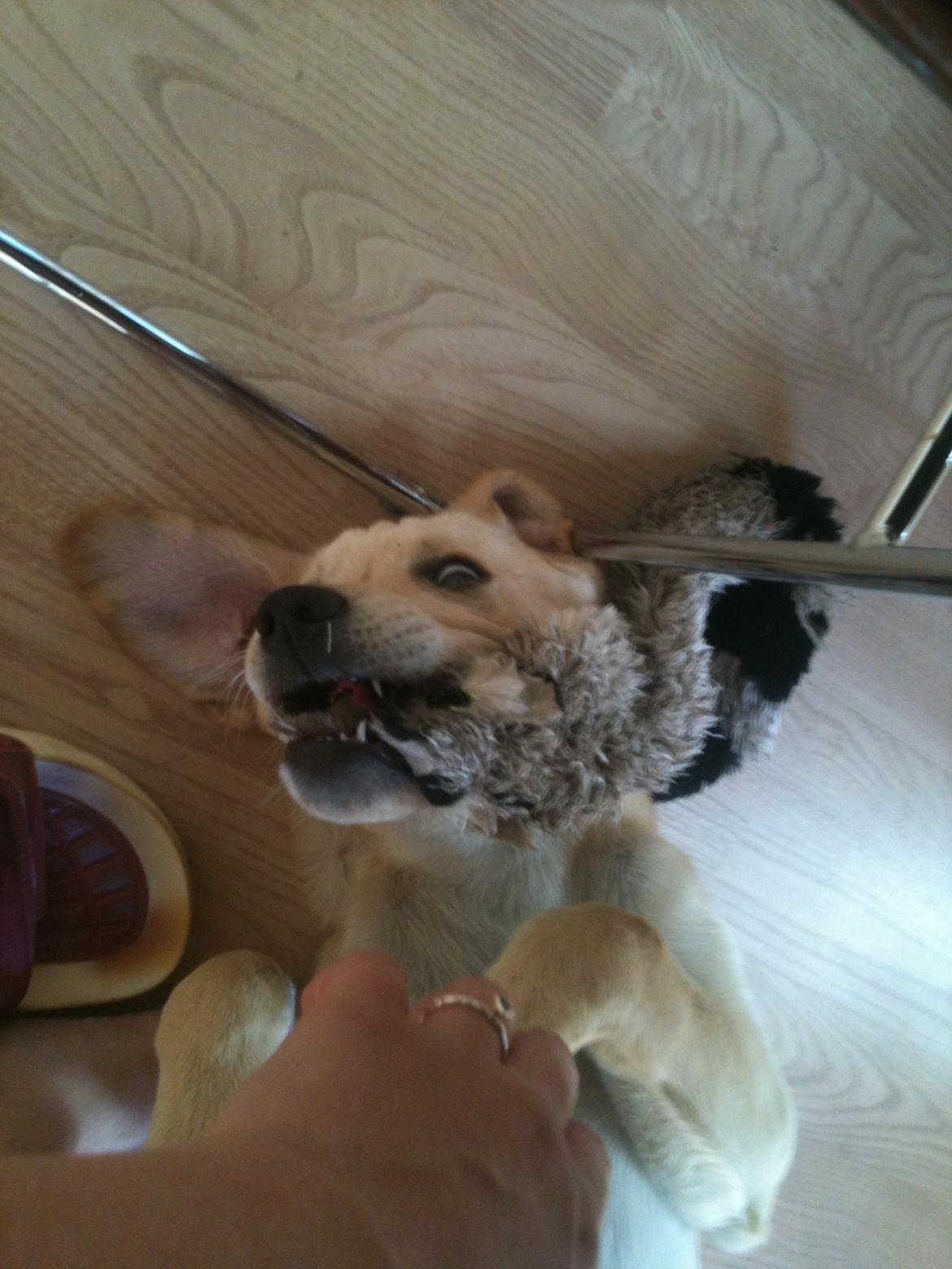 Labrador retriever Simba billede 10