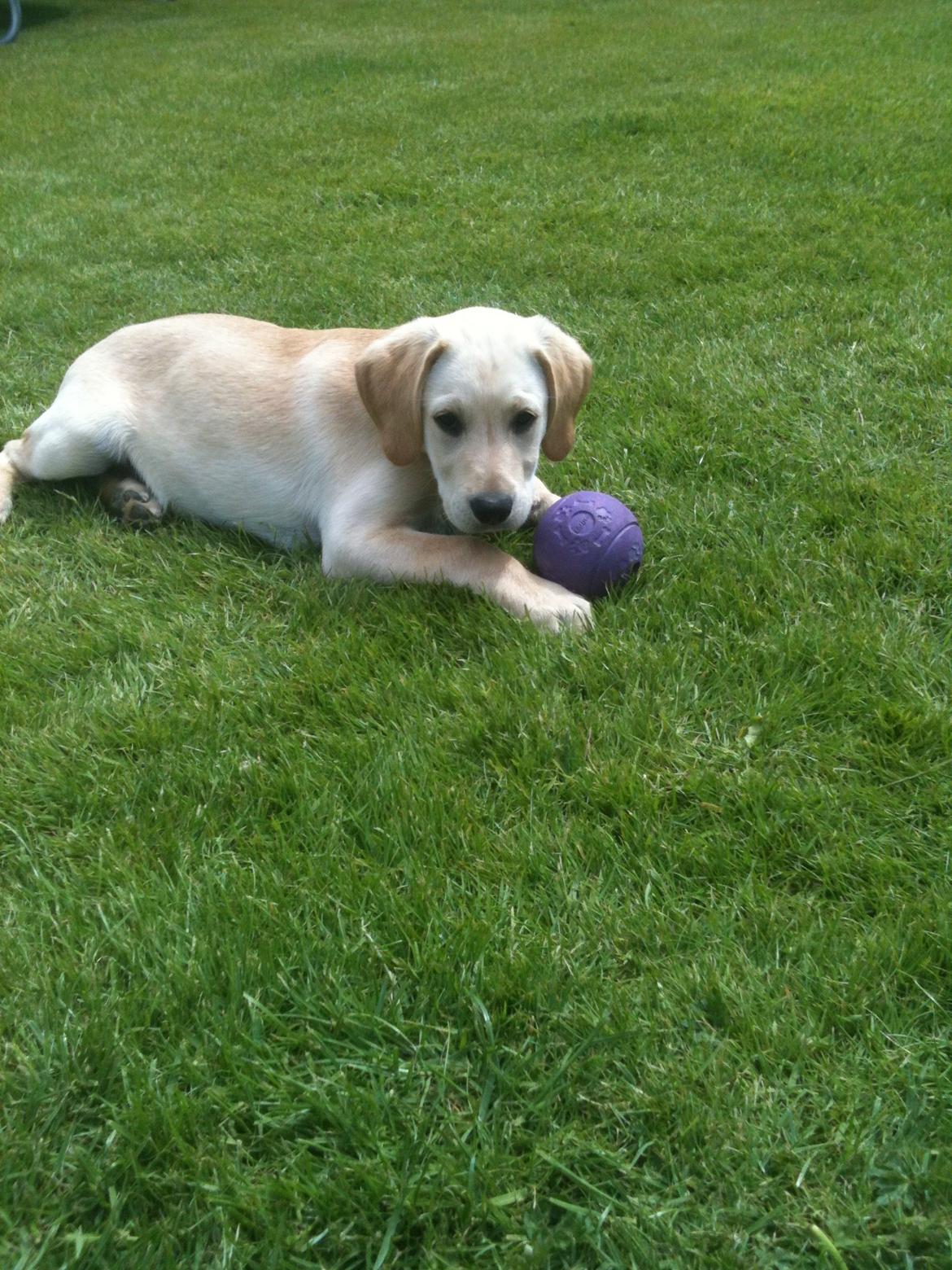 Labrador retriever Simba billede 11