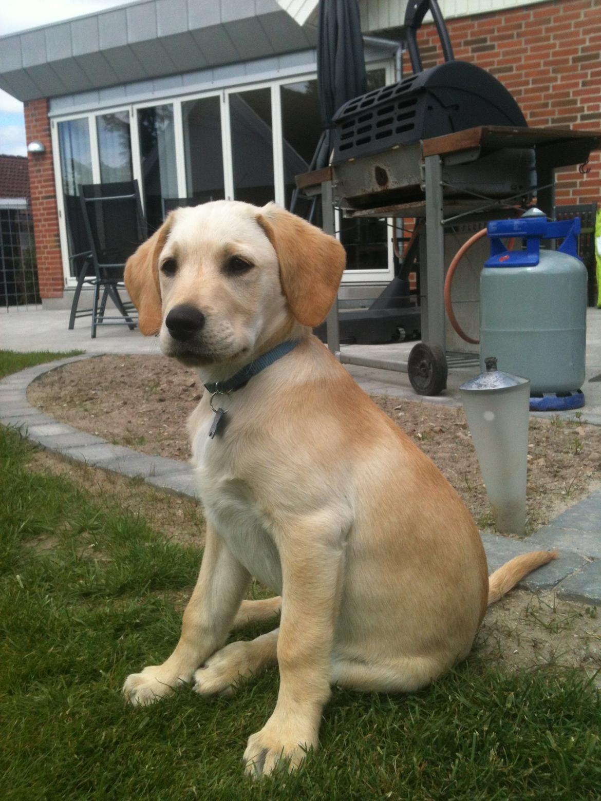 Labrador retriever Simba billede 12