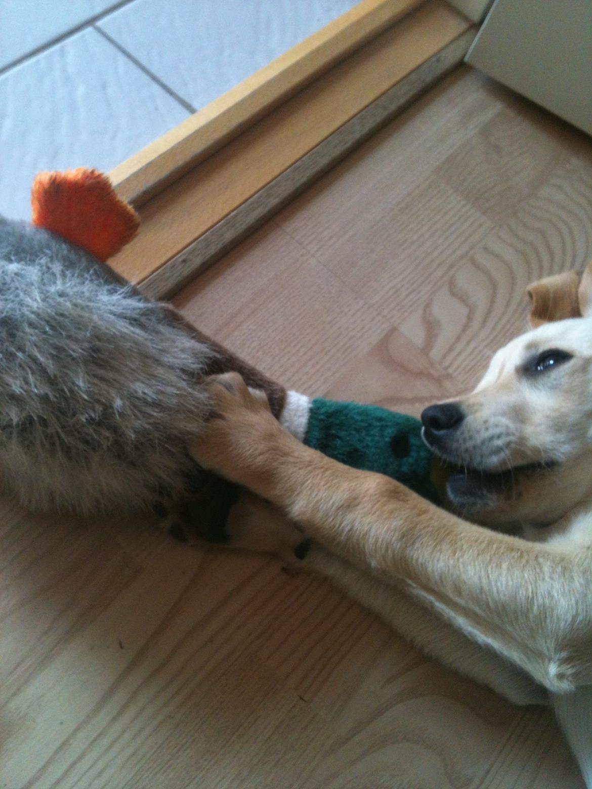 Labrador retriever Simba billede 13