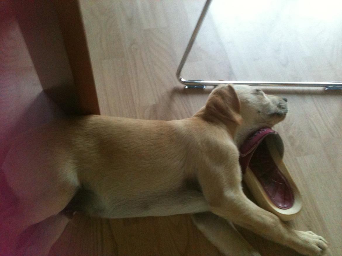 Labrador retriever Simba billede 14