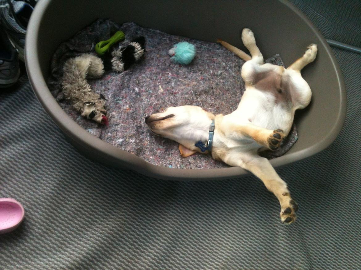 Labrador retriever Simba billede 15