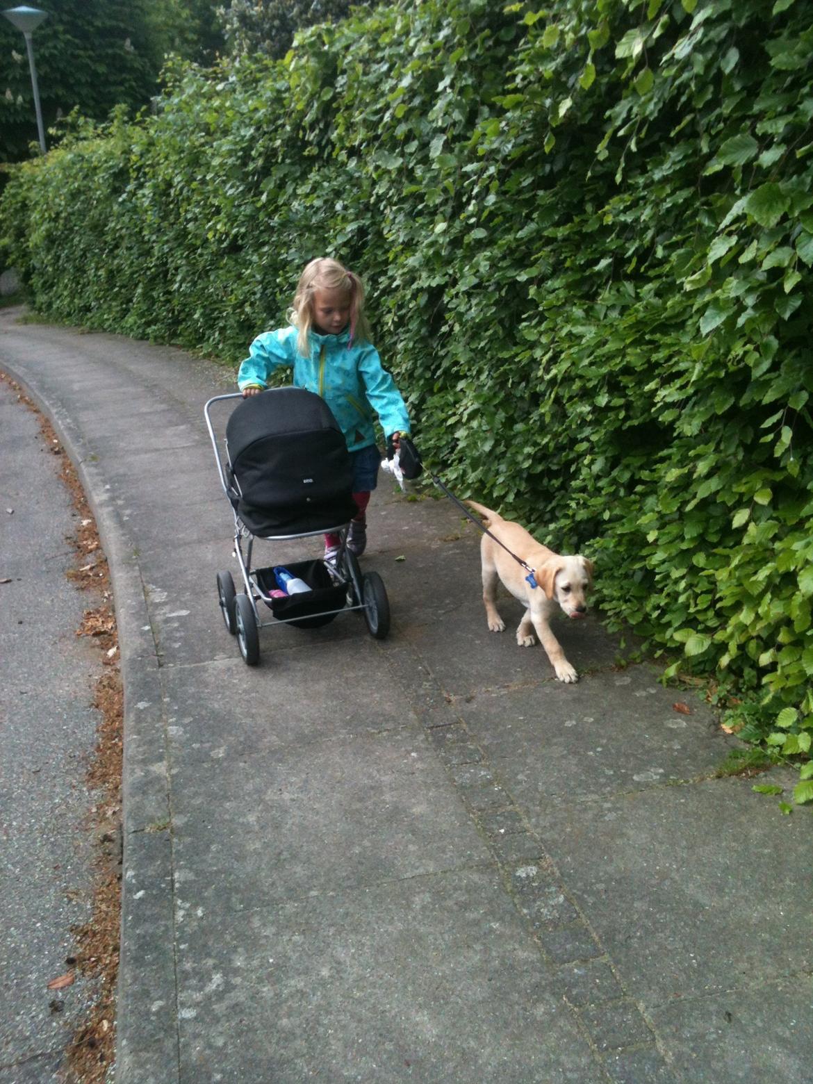 Labrador retriever Simba billede 16