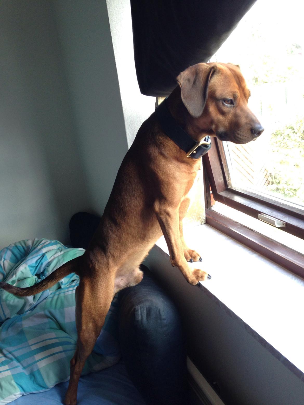 Blanding af racer Simba billede 1