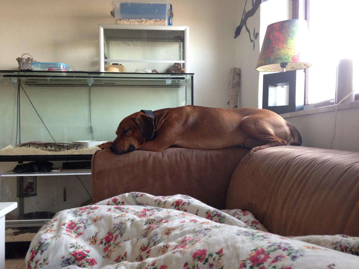 Blanding af racer Simba billede 2