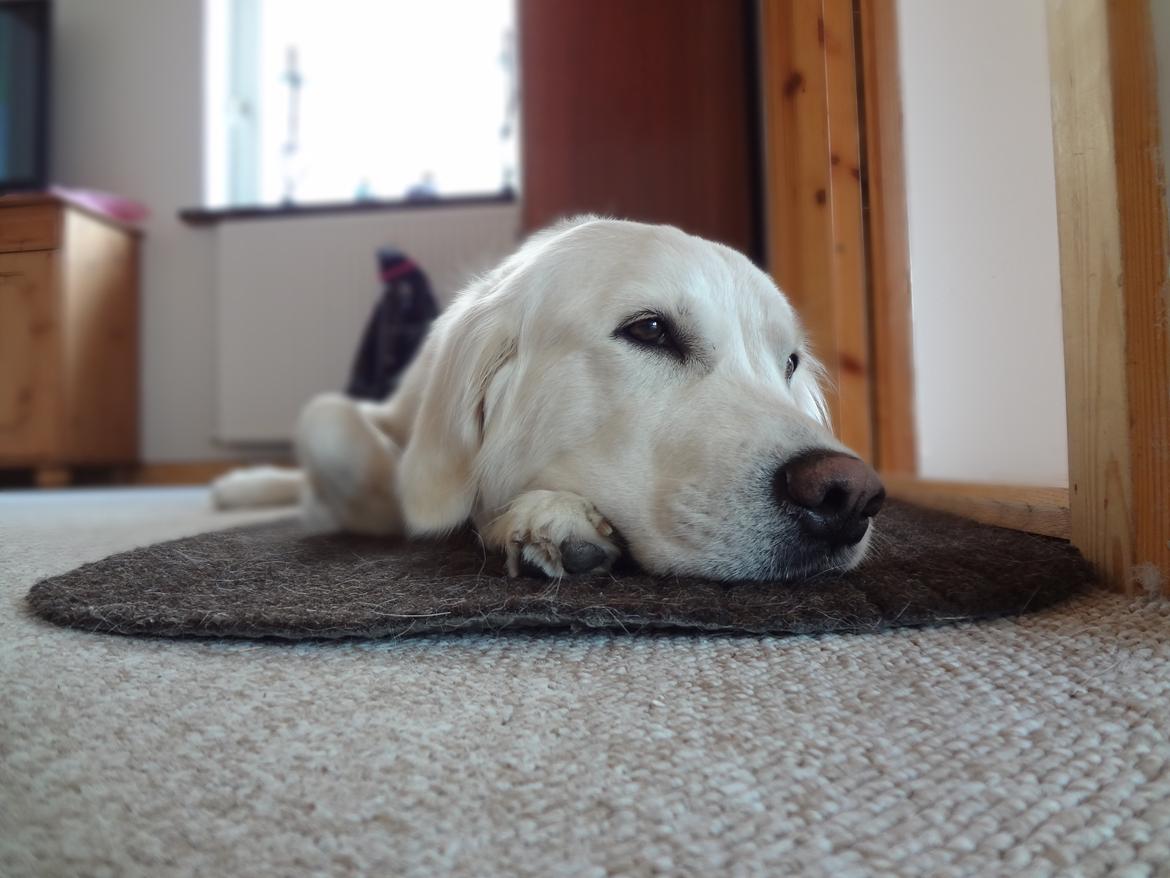 Golden retriever Elvira Madigan billede 19