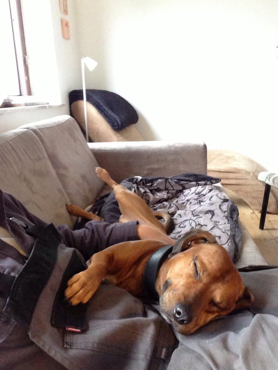 Blanding af racer Simba billede 3