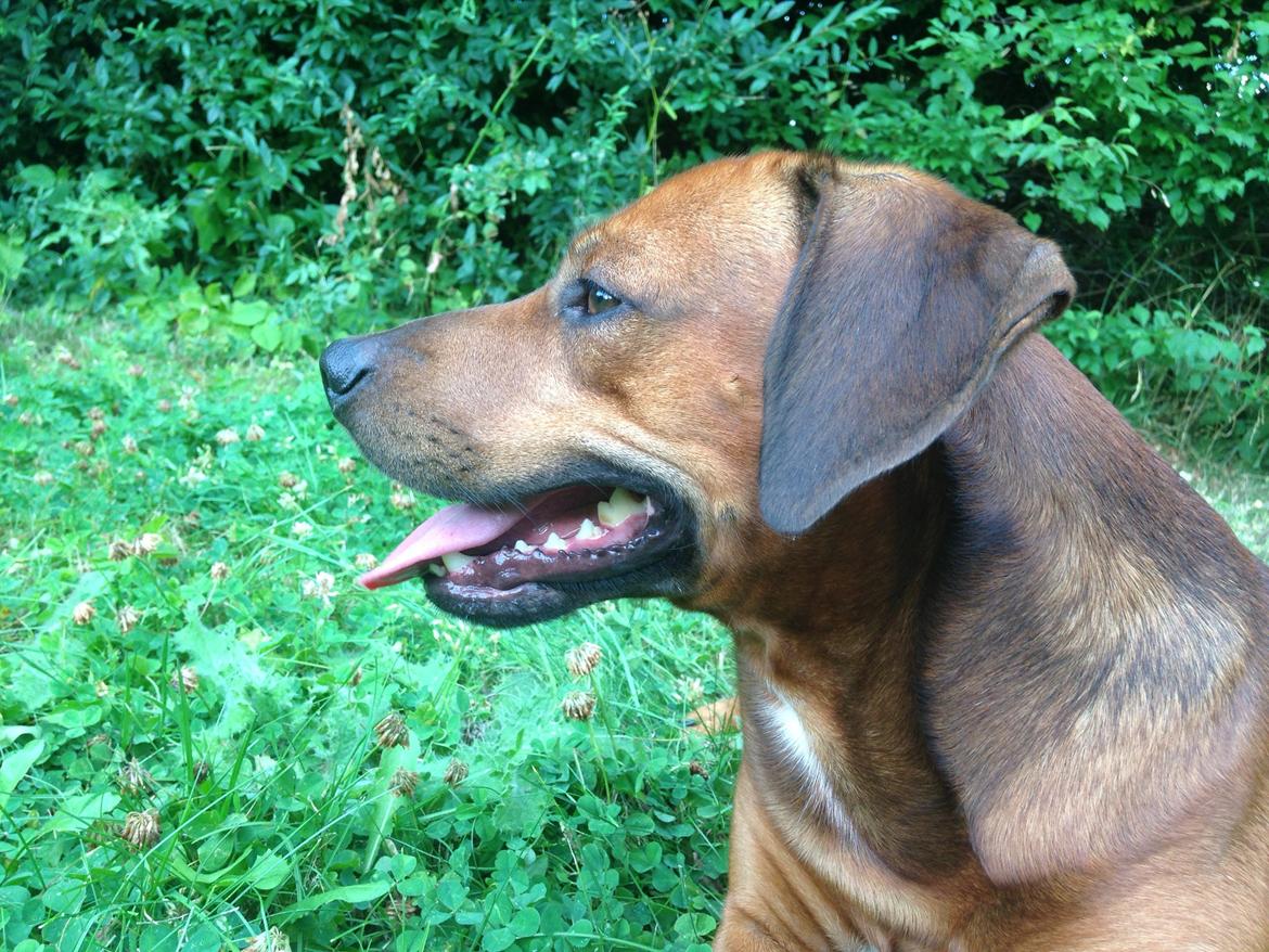 Blanding af racer Simba billede 4