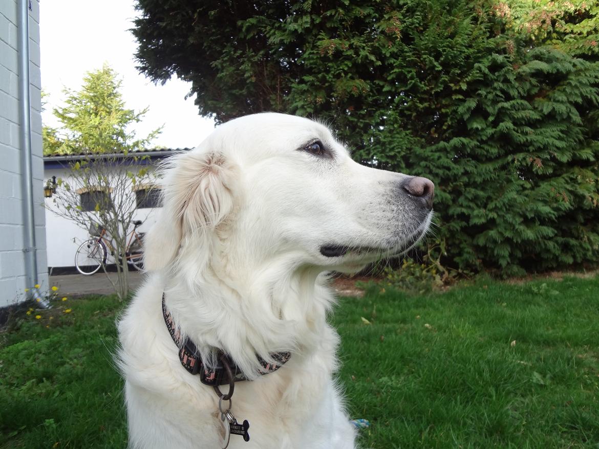 Golden retriever Elvira Madigan billede 20